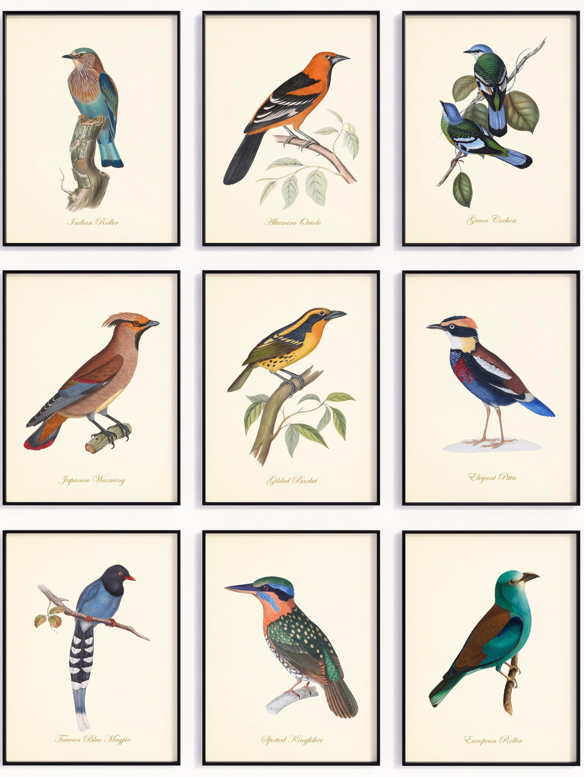 アート・デザイン・音楽 CLASSIC NATURAL HISTORY PRINTS BIRDS Amazon.com: Vintage Bird Wall Art Prints Set of 9 - Audubon